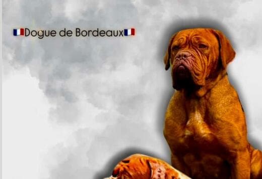 Dogue de Bordeaux puppies