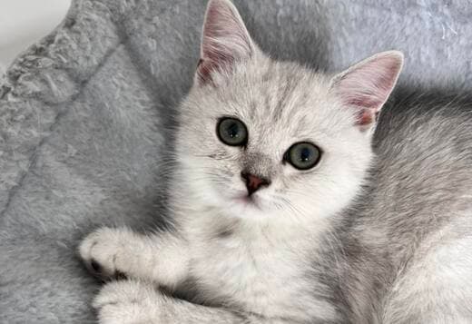 Scottish Kittens