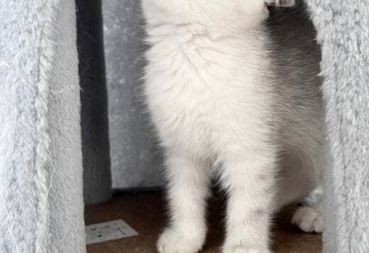 Scottish Kittens