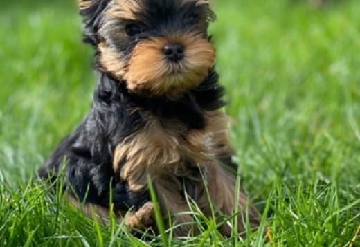 Akc registered Yorkie Female puppy left available 470-673-7509