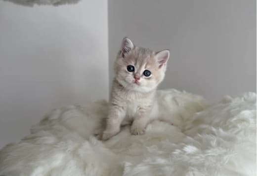 Golden Blue British Shorthair kittens
