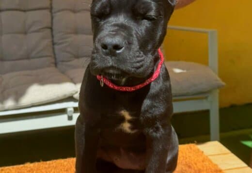 Cane Corso puppies for sale