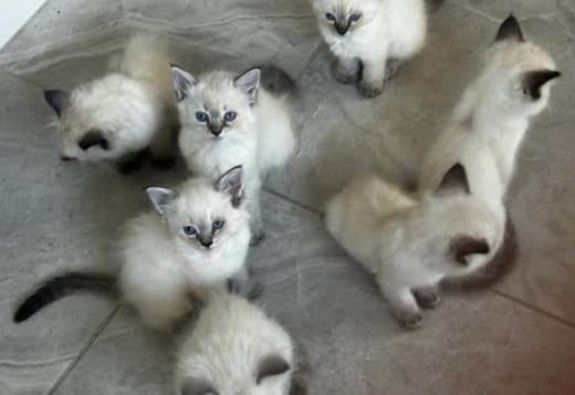 7 Beautiful Pure Ragdolls for sale  470-673-7509