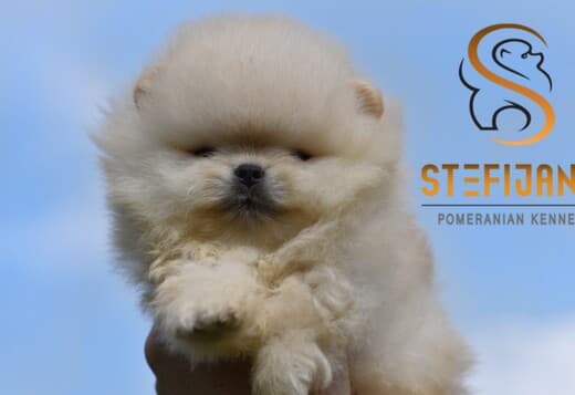 Pomeranian Spitz puppies