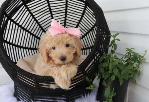 Miniature and Teacup Puppies for Sale at Up & Away Pups