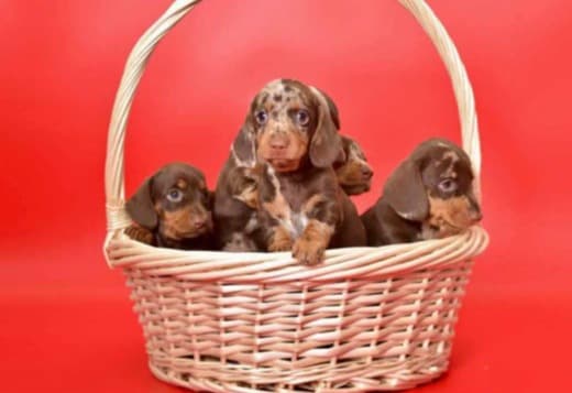 Dachshund puppies for sale