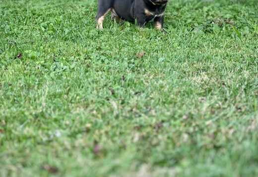 French Bulldogs – EXOTIC TOP QUALITY
