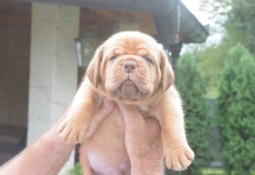 Dogue de Bordeaux Beautiful Puppies