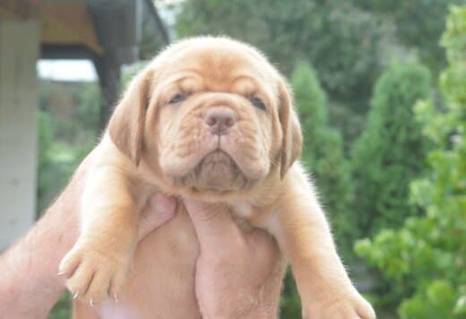 Dogue de Bordeaux Beautiful Puppies