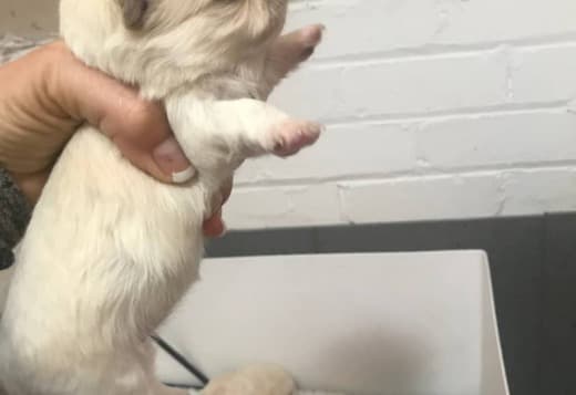 Adorable Chihuahua Puppies for saale. Business Whatsapp :+447392009828