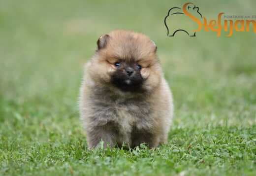Pomeranian Spitz puppies