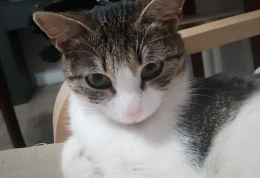 A cute kitty from Russia
