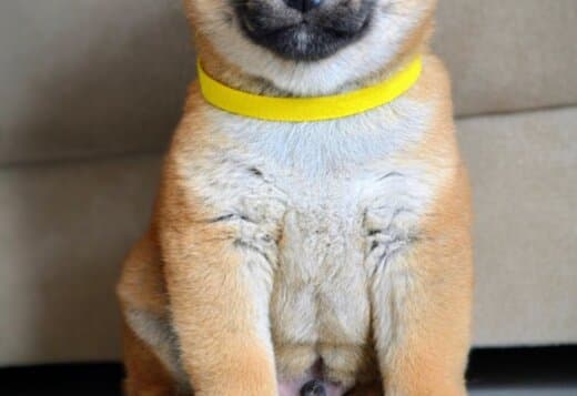 Shiba Inu Puppies