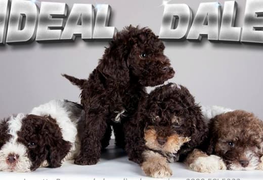 https://www.animalssale.com/