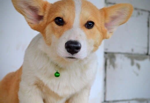 Pembroke Welsh Corgi puppies