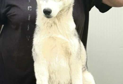 Siberian Husky Female Puppy