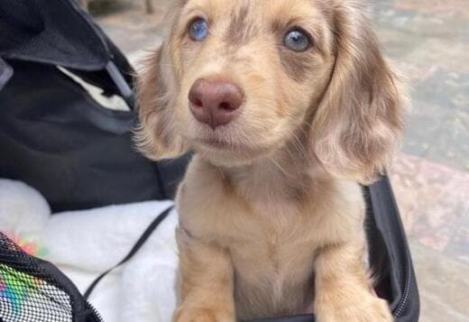 Purebred Dutch Hun Puppies .whatsapp us:+447490124950