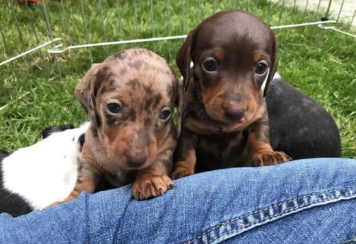 Purebred Dutch Hun Puppies .whatsapp us:+447490124950