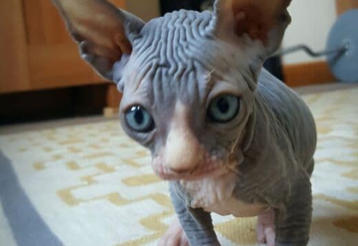 Healthy male and female Sphynx kittens Seeking new homes.whatsapp us:+