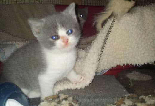 British short hair Kitten Available.whatsapp us:+447490124950