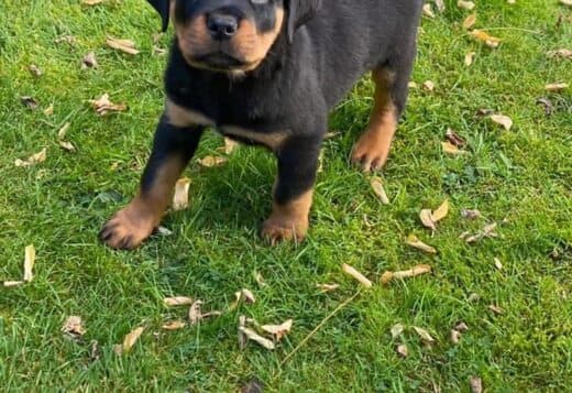 AKC Rottweiler Puppies