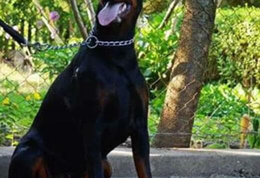 Doberman puppies for sale