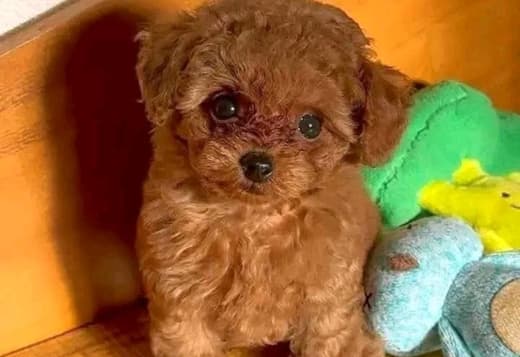 Beautiful poodle puppies Business WhatsApp: +37256348129