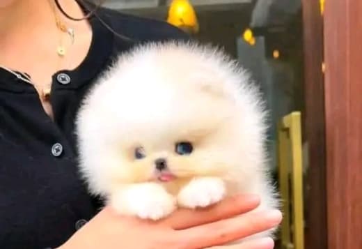 Beautiful Pomeranian puppies Business WhatsApp: +37256348129