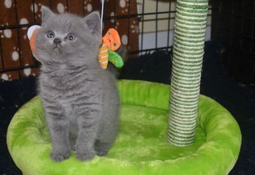 Beautiful British Short hair Kittens.. whatsapp for details:+447490124