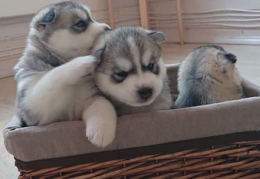 Siberian husky puppies for sale.whatsapp for details:+447490124950
