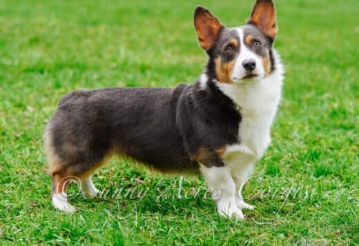 Pembroke Welsh Corgi Puppies by Indiana Goldens for Loving Families