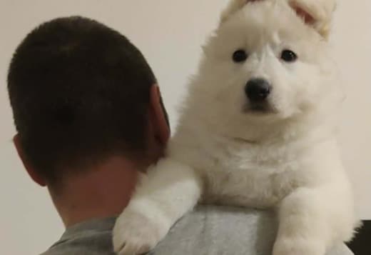 White Swiss Shepherd – Puppies