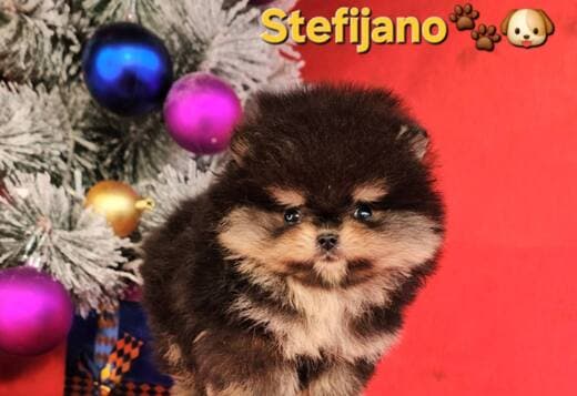 Pomeranian Boo – CHOCOLATE & TAN Puppies | NEW