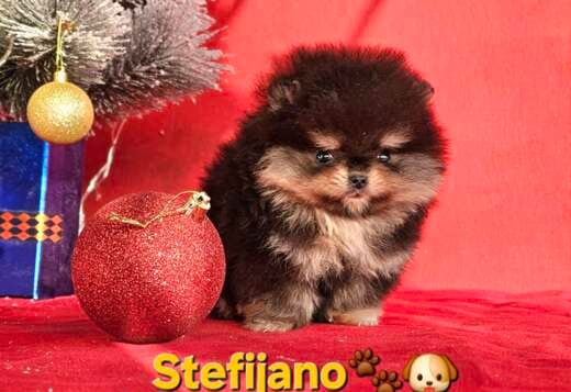 Pomeranian Boo – CHOCOLATE & TAN Puppies | NEW