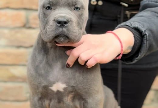 Cane Corso puppies for sale