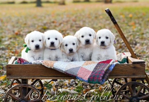 English Golden Retriever Indiana: Healthy, Family-Raised Companions