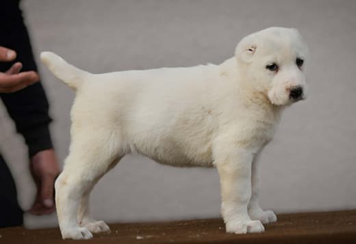 Central Asian Shepherd Dog – Top Quality Puppies