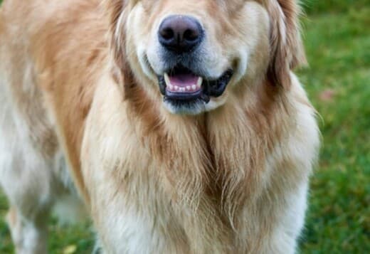 AKC Golden Retriever Puppies : Healthy, Family-Raised Retriever Puppie