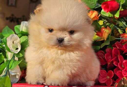 Pomeranian Boo Puppies