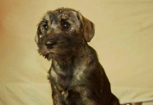 Medium schnauzer, female puppies