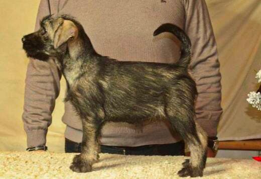 Medium schnauzer, female puppies