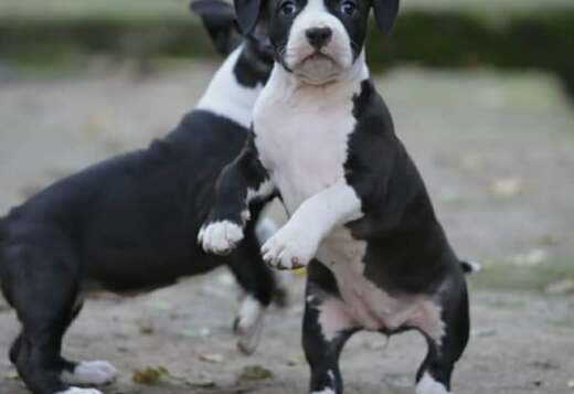 American Staffordshire Terrier – Beautiful Puppies