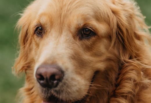 Golden Retriever Puppies for Sale : Friendly and playful