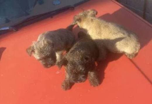 Cairn terrier puppies