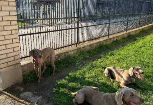Weimaraner female