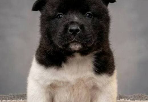 American Akita, puppies with excellent characteristics