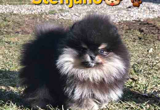 Pomeranian BOO “Teddy Bears”