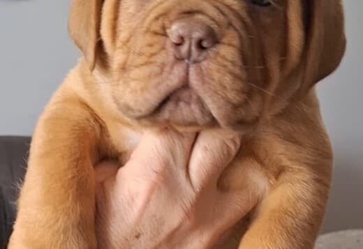 Dogue de Bordeaux Puppies