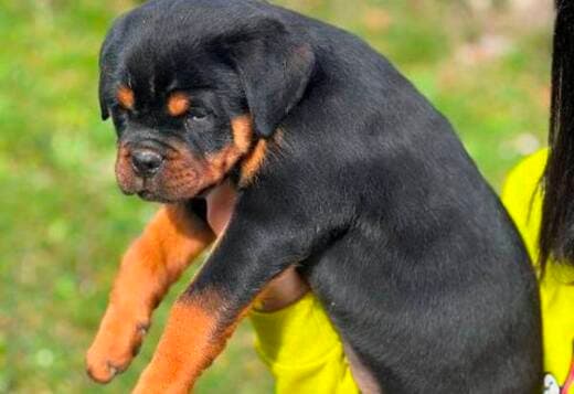 Rottweiler puppies