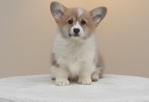 Welsh Corgi Pembroke – Beautiful Puppies